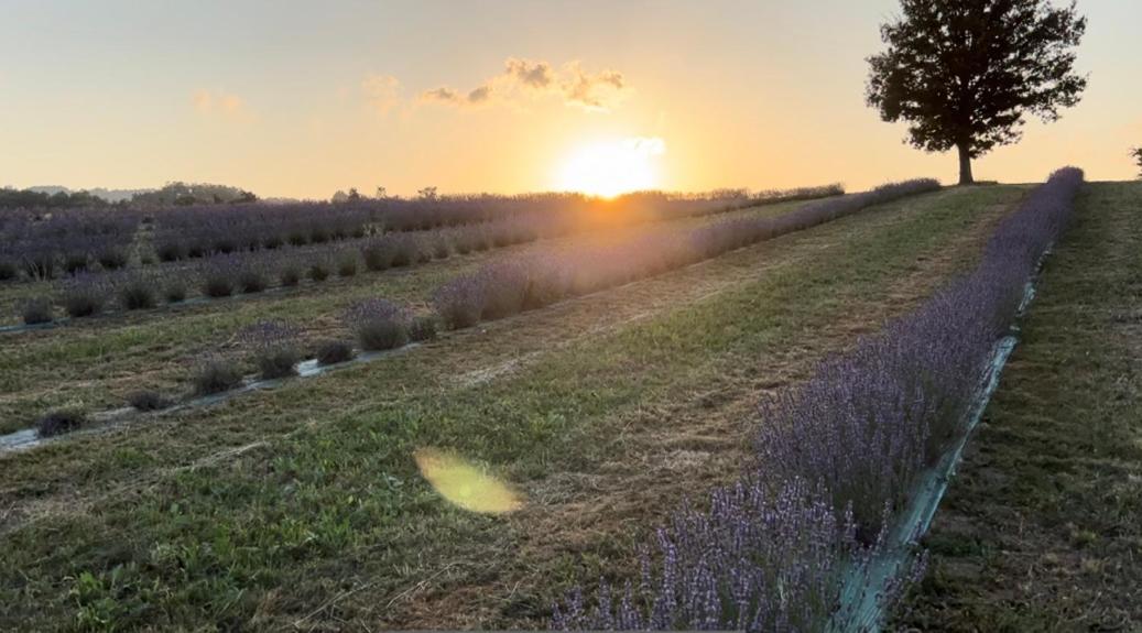 La Baita Nei Boschi Villa Serramazzoni Luaran gambar