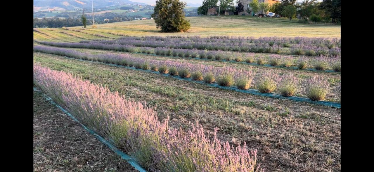 La Baita Nei Boschi Villa Serramazzoni Luaran gambar