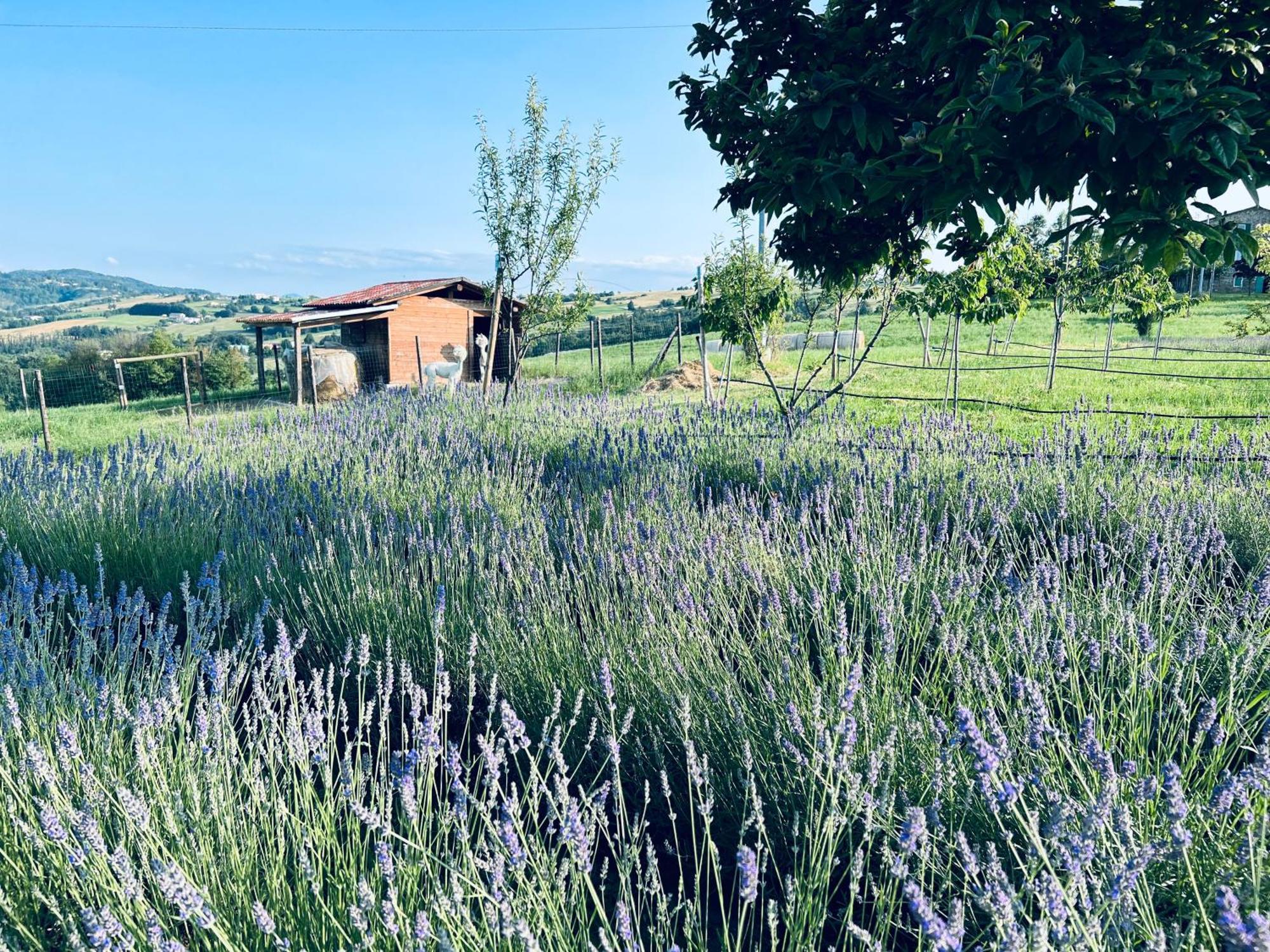 La Baita Nei Boschi Villa Serramazzoni Luaran gambar