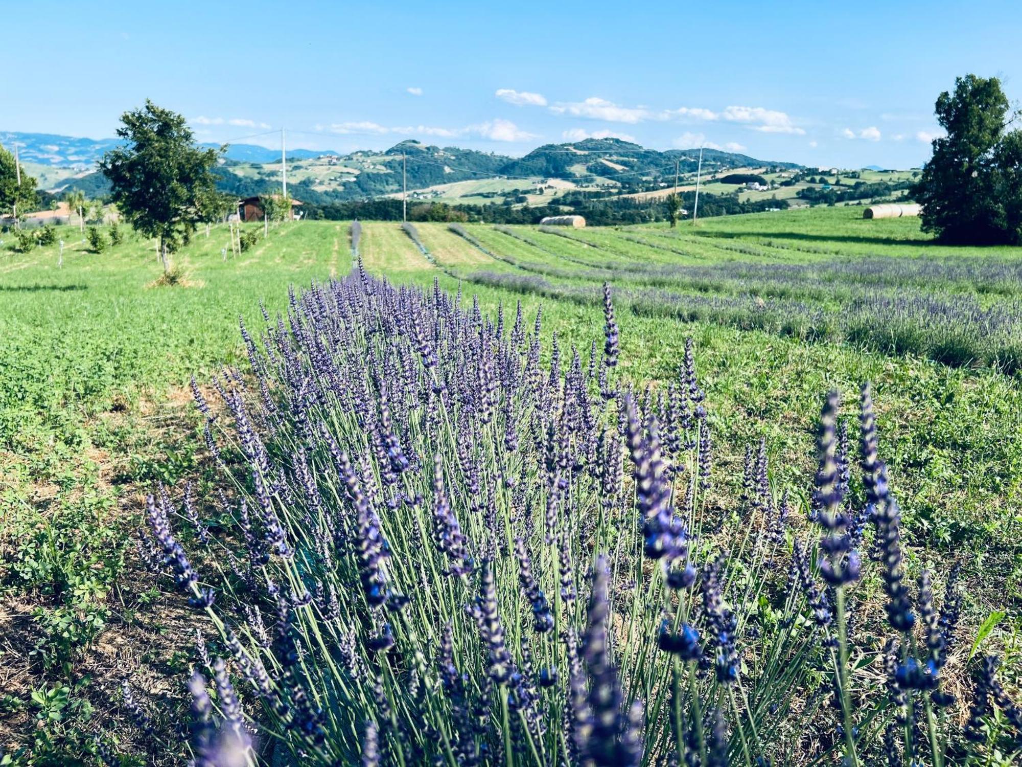 La Baita Nei Boschi Villa Serramazzoni Luaran gambar